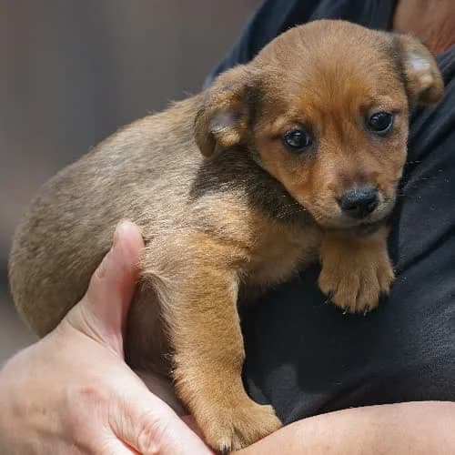OSA, female young Mixed Breed for adoption at Fundacja Puszatek, Warszawa