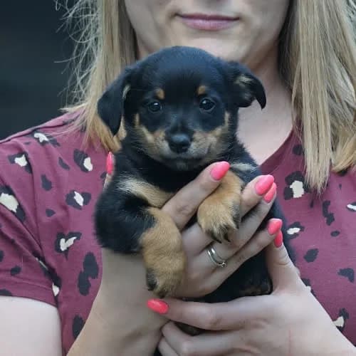 OTIS, male young Mixed Breed for adoption at Fundacja Puszatek, Warszawa