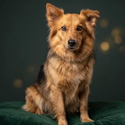 OTTO, male 6yo Mixed Breed for adoption at Fundacja Puszatek, Warszawa