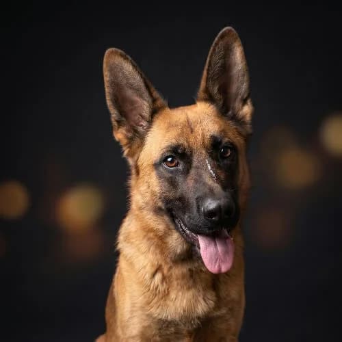 EMPIK, male young Mixed Breed for adoption at Fundacja Puszatek, Warszawa