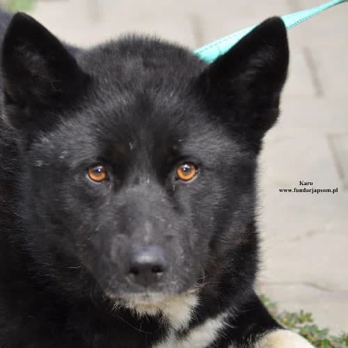 Karo, male puppy Mixed Breed for adoption at Fundacja Puszatek, Warszawa