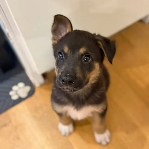 Walt, male 3yo Mixed Breed for adoption at Fundacja Puszatek, Warszawa