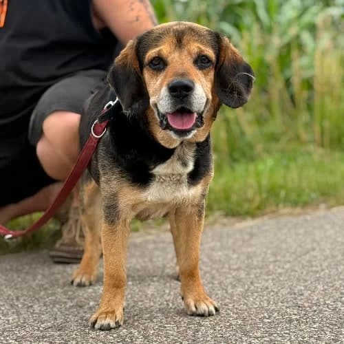 Wars, male puppy Mixed Breed for adoption at Fundacja Puszatek, Warszawa