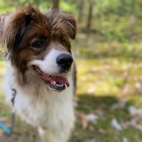 Tina, female puppy Mixed Breed for adoption at Fundacja Puszatek, Warszawa