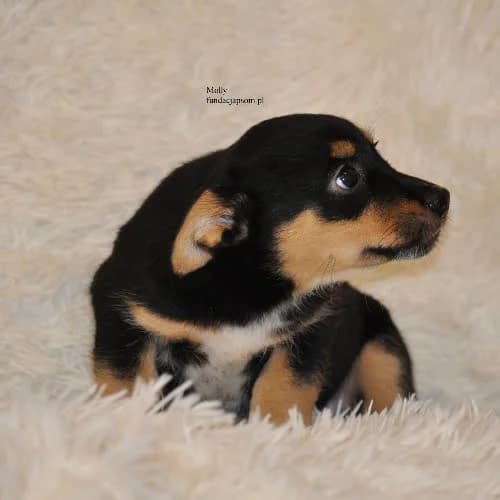 Molly, female young Mixed Breed for adoption at Fundacja Puszatek, Warszawa