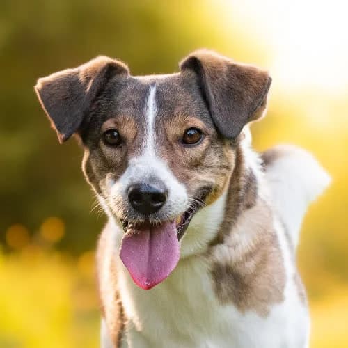 przyjazny TWINGO, male puppy Mixed Breed for adoption at Fundacja Puszatek, Warszawa