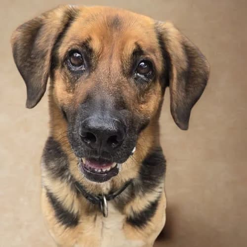 ERGO, male puppy Mixed Breed for adoption at Fundacja Puszatek, Warszawa