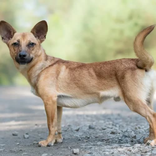 kochany SAKEN, male puppy Mixed Breed for adoption at Fundacja Puszatek, Warszawa