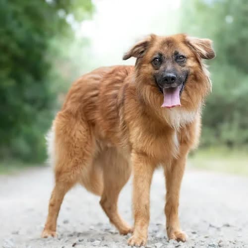 przyjazny BAFFO, male 3yo Mixed Breed for adoption at Fundacja Puszatek, Warszawa