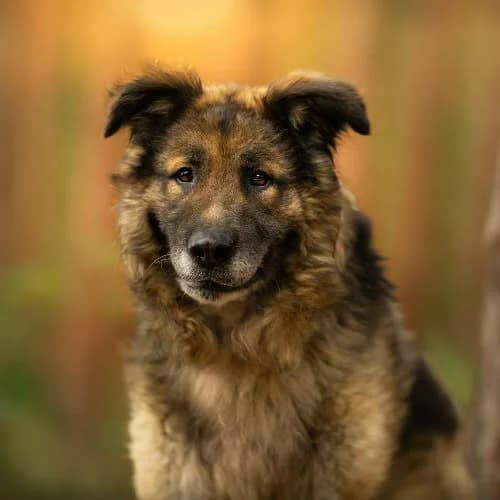 misio GULIVER, male 5yo Mixed Breed for adoption at Fundacja Puszatek, Warszawa