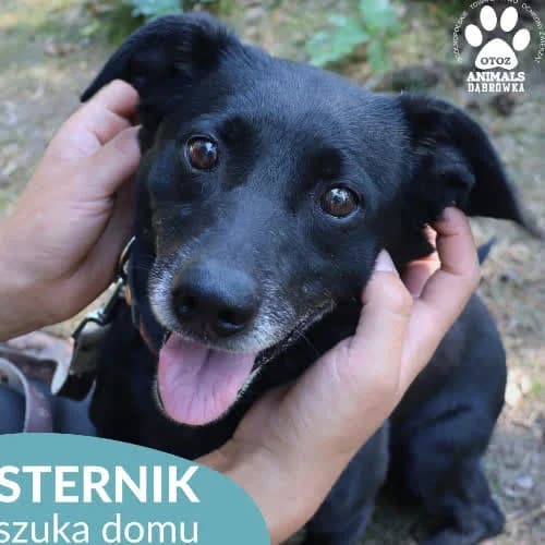 Sternik, male puppy Mixed Breed for adoption at Fundacja Puszatek, Warszawa