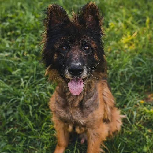 Oskar Owczarek, male 5yo Mixed Breed for adoption at Fundacja Puszatek, Warszawa