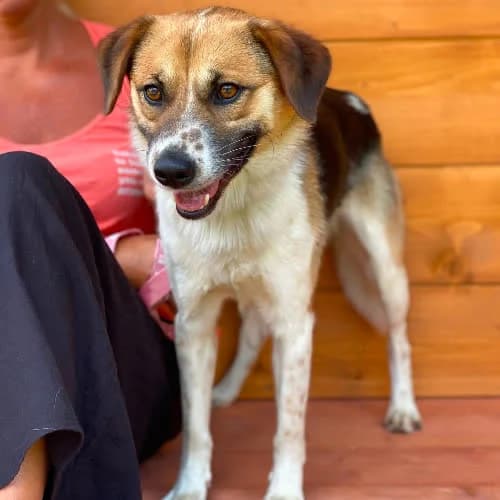 Tobi, male puppy Mixed Breed for adoption at Fundacja Puszatek, Warszawa