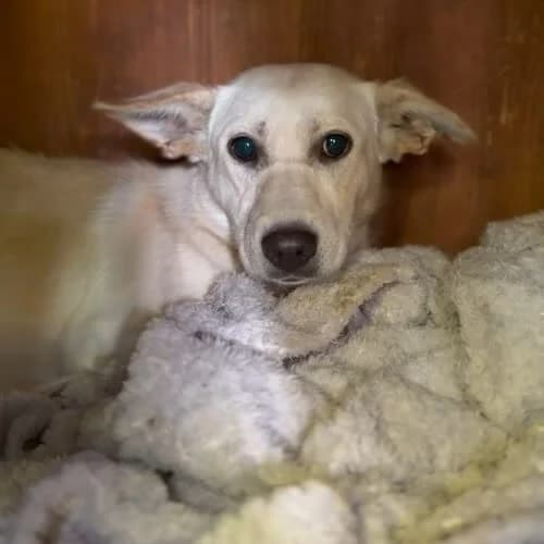 Alfi, male puppy Mixed Breed for adoption at Fundacja Puszatek, Warszawa