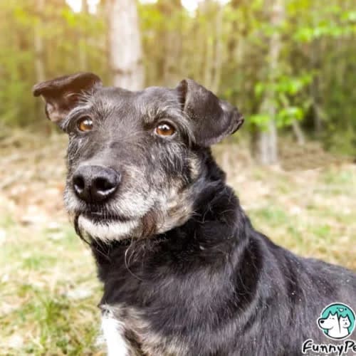 Holly, female puppy Mixed Breed for adoption at Fundacja Puszatek, Warszawa