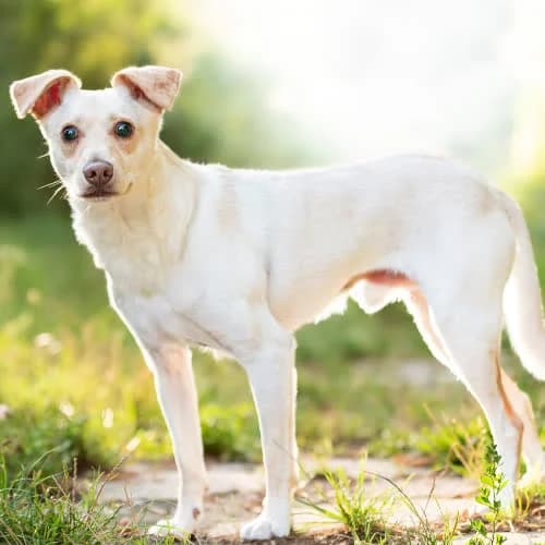 przyjazny BIAGI, male puppy Mixed Breed for adoption at Fundacja Puszatek, Warszawa