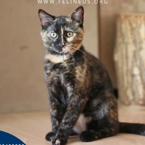 Milenka, female 3yo Mixed Breed for adoption at Fundacja Puszatek, Warszawa