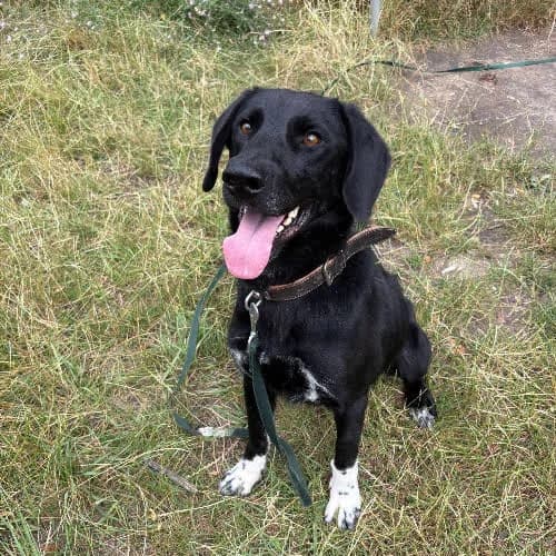 JANEK, male puppy Mixed Breed for adoption at Fundacja Puszatek, Warszawa