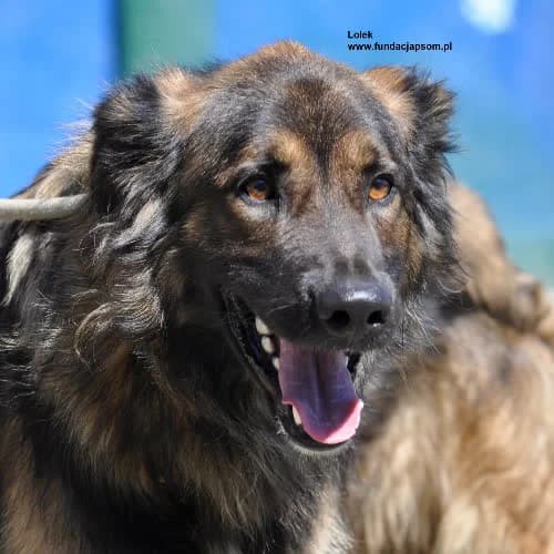 Lolek, male puppy Mixed Breed for adoption at Fundacja Puszatek, Warszawa