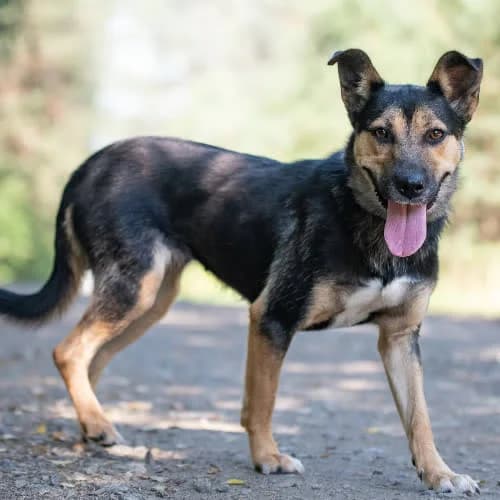 grzeczna LIWI, female puppy Mixed Breed for adoption at Fundacja Puszatek, Warszawa