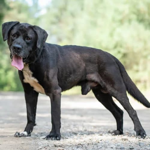 labkowaty GENGAR, male 3yo Mixed Breed for adoption at Fundacja Puszatek, Warszawa