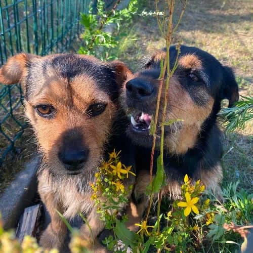 Hela i Hugo, male puppy Mixed Breed for adoption at Fundacja Puszatek, Warszawa