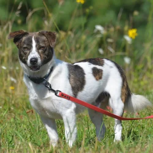 Morris, male puppy Mixed Breed for adoption at Fundacja Puszatek, Warszawa