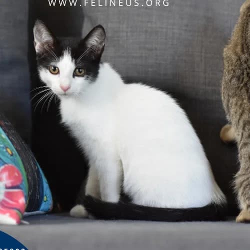 Bilbo, male 3yo Mixed Breed for adoption at Fundacja Puszatek, Warszawa