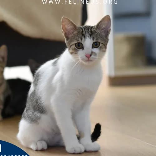 Alfi, male 3yo Mixed Breed for adoption at Fundacja Puszatek, Warszawa