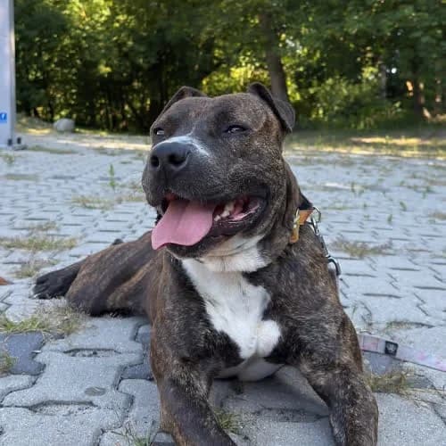 HADEZ, male puppy Mixed Breed for adoption at Fundacja Puszatek, Warszawa