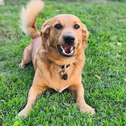 Bary, male senior Mixed Breed for adoption at Fundacja Puszatek, Warszawa