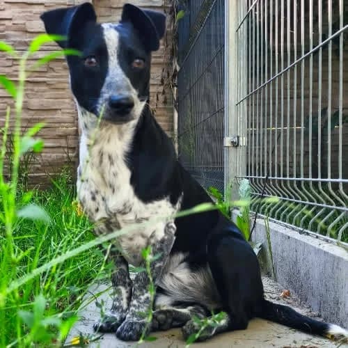 Łatka, female 4yo Mixed Breed for adoption at Fundacja Puszatek, Warszawa