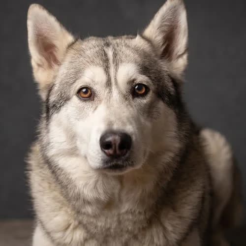 REMIS, male 6yo Mixed Breed for adoption at Fundacja Puszatek, Warszawa