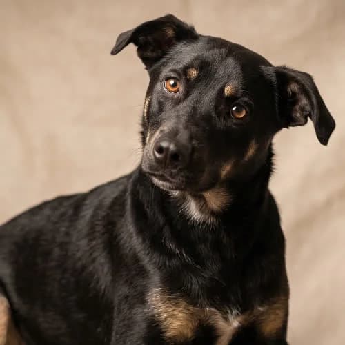 NEO, male young Mixed Breed for adoption at Fundacja Puszatek, Warszawa