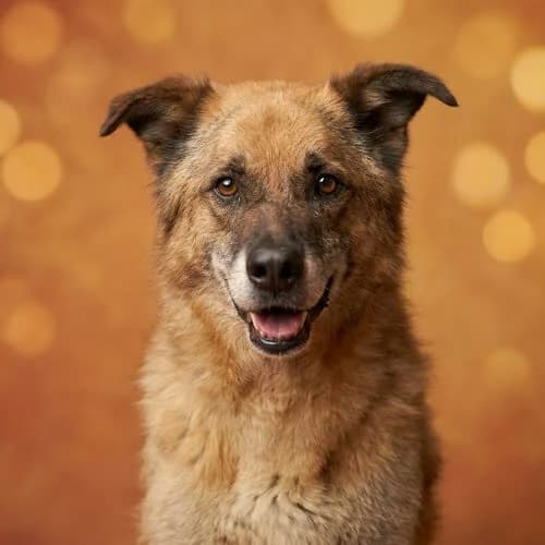 RUFI, male puppy Mixed Breed for adoption at Fundacja Puszatek, Warszawa