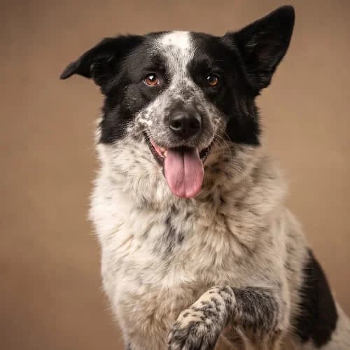 FALA, female 5yo Mixed Breed for adoption at Fundacja Puszatek, Warszawa