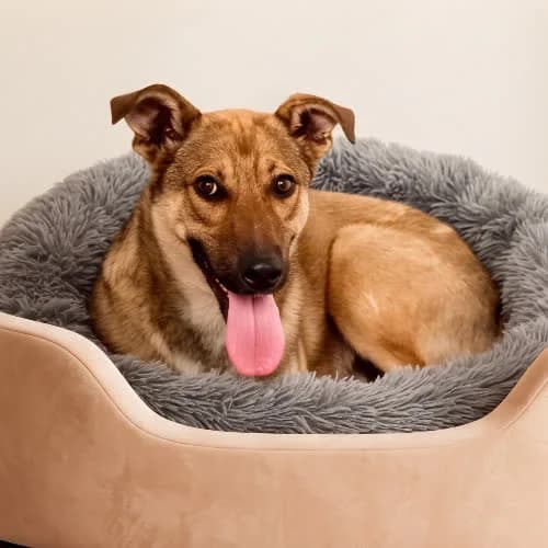 HADAR, male puppy Mixed Breed for adoption at Fundacja Puszatek, Warszawa