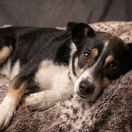 Hibon, male puppy Mixed Breed for adoption at Fundacja Puszatek, Warszawa