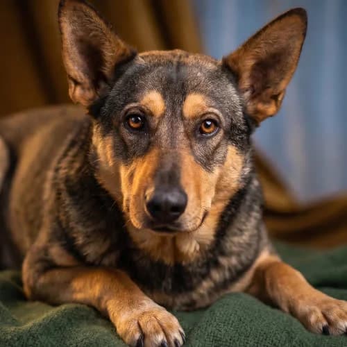 LARUS, male puppy Mixed Breed for adoption at Fundacja Puszatek, Warszawa