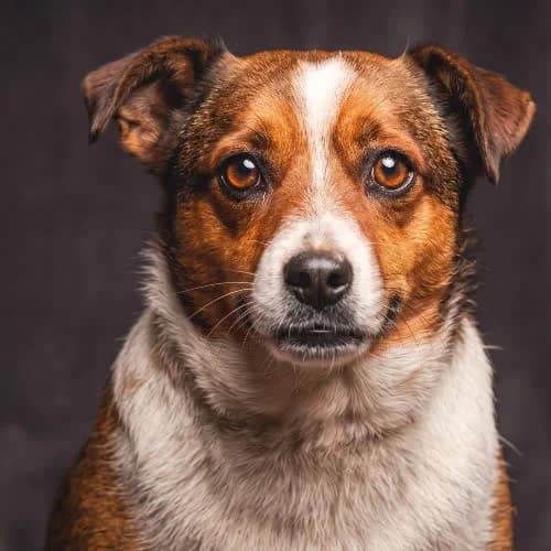 FIGARO, male 4yo Mixed Breed for adoption at Fundacja Puszatek, Warszawa