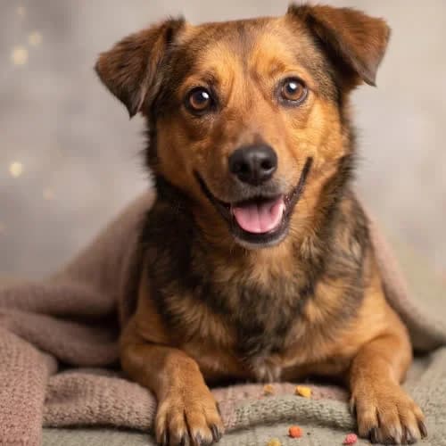 DANONEK, male 5yo Mixed Breed for adoption at Fundacja Puszatek, Warszawa