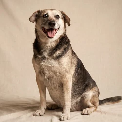 GOKU, male puppy Mixed Breed for adoption at Fundacja Puszatek, Warszawa