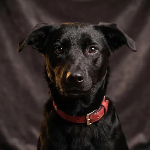 FILANTROP, male puppy Mixed Breed for adoption at Fundacja Puszatek, Warszawa