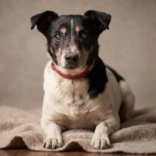 BARSZCZ, male senior Mixed Breed for adoption at Fundacja Puszatek, Warszawa