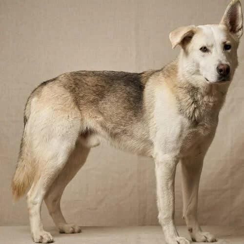 BARTEK, male puppy Mixed Breed for adoption at Fundacja Puszatek, Warszawa