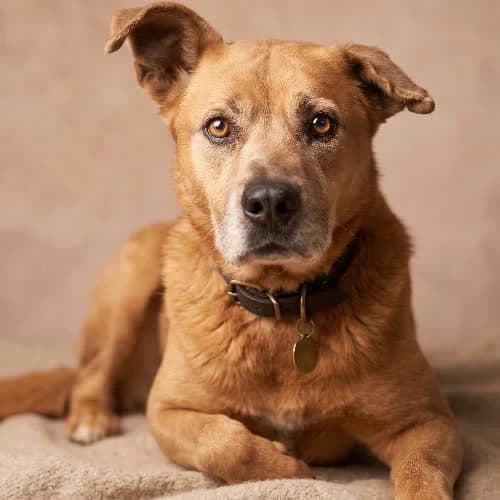 AROZ, male senior Mixed Breed for adoption at Fundacja Puszatek, Warszawa