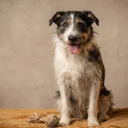 TUPET, male puppy Mixed Breed for adoption at Fundacja Puszatek, Warszawa