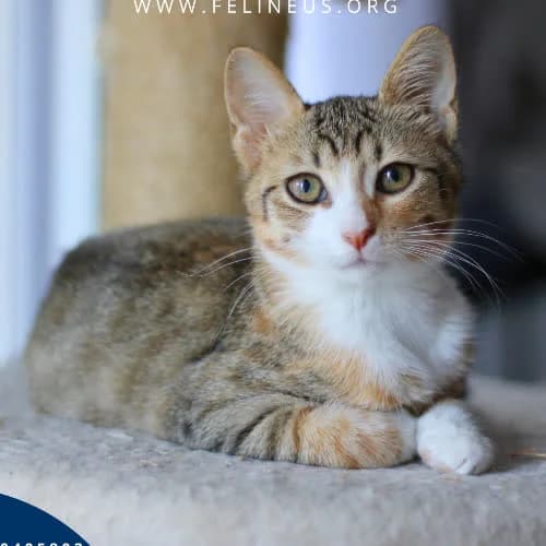 Sushi, female 3yo Mixed Breed for adoption at Fundacja Puszatek, Warszawa