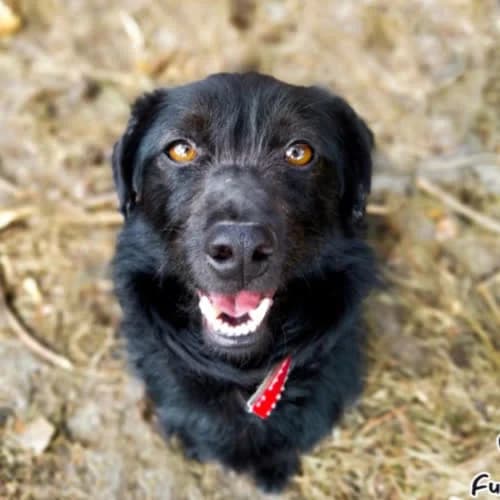 Funfel, male puppy Mixed Breed for adoption at Fundacja Puszatek, Warszawa