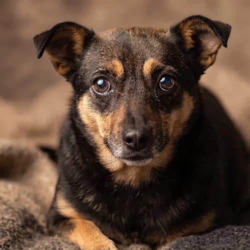 NAFTA, female puppy Mixed Breed for adoption at Fundacja Puszatek, Warszawa